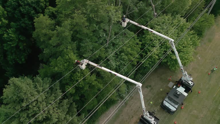 Best Fruit Tree Pruning  in Manorhaven, NY